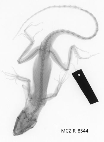 Media type: image;   Herpetology R-8544 Aspect: dorsoventral x-ray